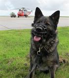 Police dog  and 771 NAS Sea King