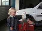 Getting acquainted with a barn owl from Ayrshire falconry