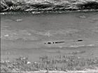 A crocodile caught through the state-of-the-art camera on Wildcat helicopter