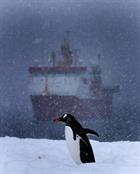 HMS Protector (and a penguin!) in heavy snow at Port Lockroy, Antarctica